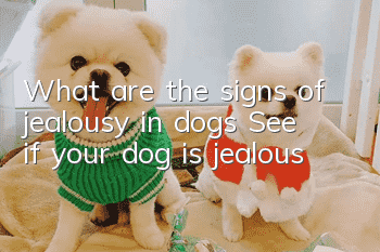 What are the signs of jealousy in dogs? See if your dog is jealous