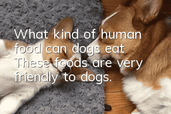 What kind of human food can dogs eat? These foods are very friendly to dogs.