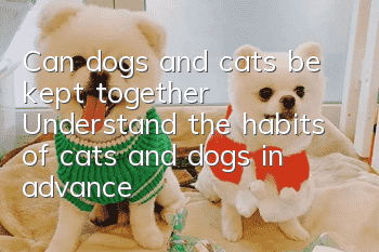 Can dogs and cats be kept together? Understand the habits of cats and dogs in advance!