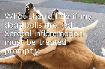 What should I do if my dog’s balls are red? Scrotal inflammation must be treated promptly!