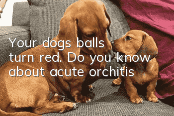 Your dog’s balls turn red. Do you know about acute orchitis?