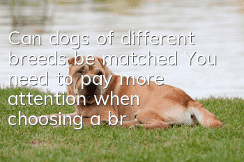 Can dogs of different breeds be matched? You need to pay more attention when choosing a breed!