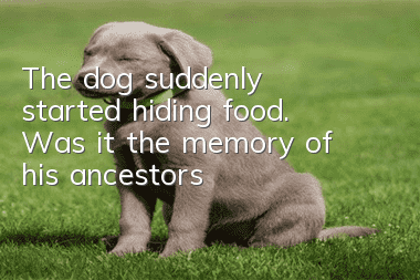 The dog suddenly started hiding food. Was it the memory of his ancestors?