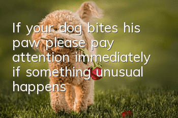 If your dog bites his paw, please pay attention immediately if something unusual happens!