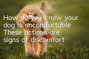 How do you know your dog is uncomfortable? These actions are signs of discomfort!