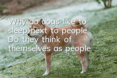 Why do dogs like to sleep next to people? Do they think of themselves as people?