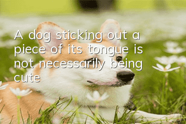 A dog sticking out a piece of its tongue is not necessarily being cute!