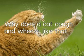 Why does a cat cough and wheeze like that?