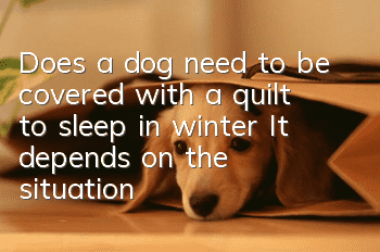 Does a dog need to be covered with a quilt to sleep in winter? It depends on the situation!