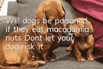 Will dogs be poisoned if they eat macadamia nuts? Don’t let your dog risk it!