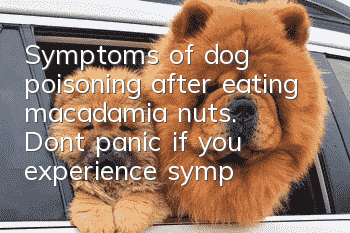 Symptoms of dog poisoning after eating macadamia nuts. Don’t panic if you experience symptoms of poisoning!