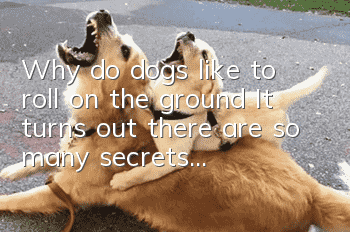 Why do dogs like to roll on the ground? It turns out there are so many secrets...