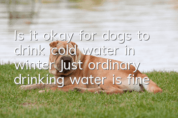 Is it okay for dogs to drink cold water in winter? Just ordinary drinking water is fine