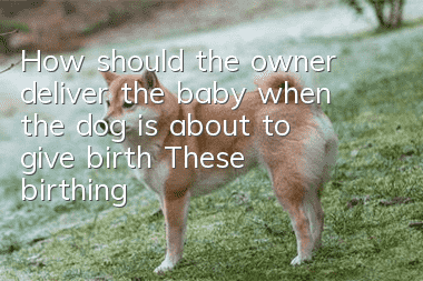 How should the owner deliver the baby when the dog is about to give birth? These birthing skills must be mastered