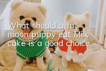 What should a full moon puppy eat? Milk cake is a good choice!
