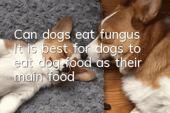 Can dogs eat fungus? It is best for dogs to eat dog food as their main food!