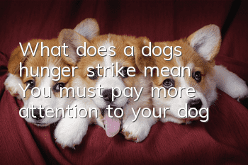 What does a dog's hunger strike mean? You must pay more attention to your dog!