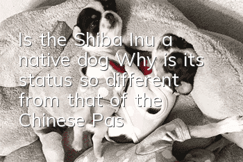 Is the Shiba Inu a native dog? Why is its status so different from that of the Chinese Pastoral Dog?