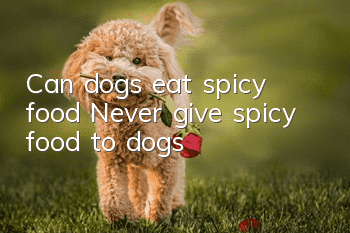 Can dogs eat spicy food? Never give spicy food to dogs!