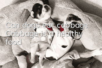 Can dogs eat cabbage? Cabbage is a healthy food!