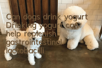 Can dogs drink yogurt? Drinking yogurt can help replenish gastrointestinal lactobacilli!