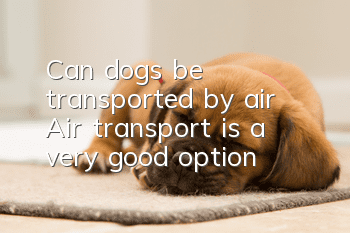 Can dogs be transported by air? Air transport is a very good option!