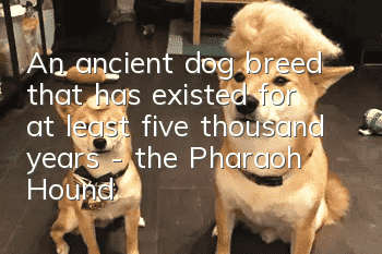 An ancient dog breed that has existed for at least five thousand years - the Pharaoh Hound