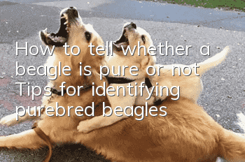 How to tell whether a beagle is pure or not? Tips for identifying purebred beagles