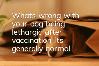 What’s wrong with your dog being lethargic after vaccination? It’s generally normal!
