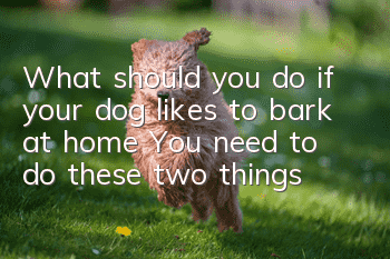 What should you do if your dog likes to bark at home? You need to do these two things!