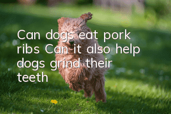Can dogs eat pork ribs? Can it also help dogs grind their teeth?