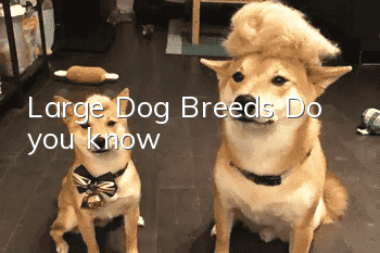 Large Dog Breeds Do you know?
