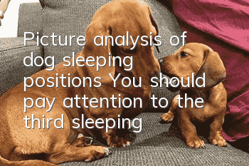 Picture analysis of dog sleeping positions: You should pay attention to the third sleeping position!