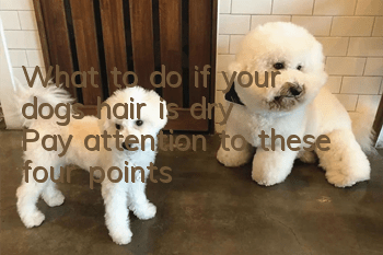 What to do if your dog’s hair is dry? Pay attention to these four points!