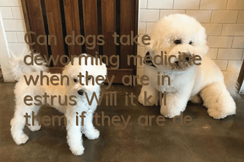 Can dogs take deworming medicine when they are in estrus? Will it kill them if they are dewormed during estrus?