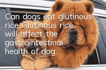 Can dogs eat glutinous rice? Glutinous rice will affect the gastrointestinal health of dogs!