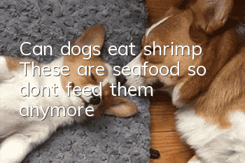Can dogs eat shrimp? These are seafood, so don’t feed them anymore!