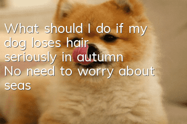 What should I do if my dog ​​loses hair seriously in autumn? No need to worry about seasonal hair loss!