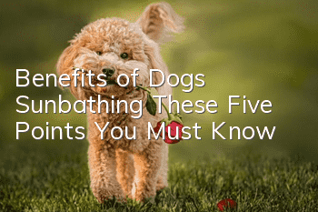 Benefits of Dogs Sunbathing: These Five Points You Must Know