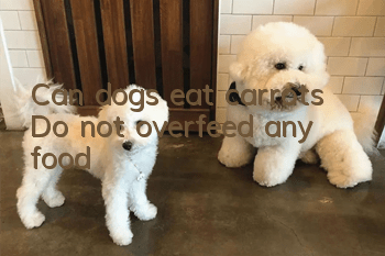 Can dogs eat carrots? Do not overfeed any food!
