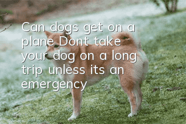 Can dogs get on a plane? Don’t take your dog on a long trip unless it’s an emergency!