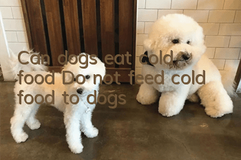 Can dogs eat cold food? Do not feed cold food to dogs!