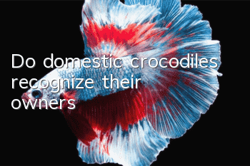 Do domestic crocodiles recognize their owners?
