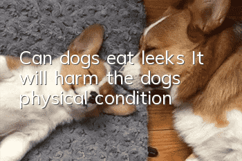 Can dogs eat leeks? It will harm the dog’s physical condition!
