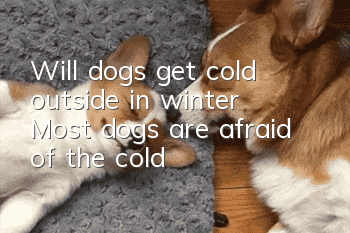 Will dogs get cold outside in winter? Most dogs are afraid of the cold!
