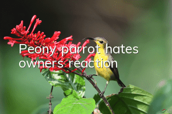 Peony parrot hates owner's reaction
