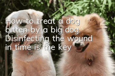 How to treat a dog bitten by a big dog. Disinfecting the wound in time is the key!