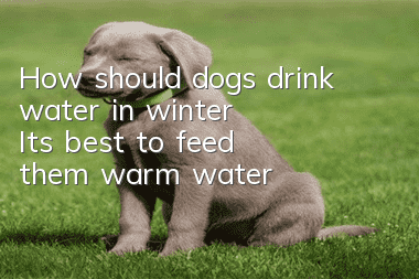 How should dogs drink water in winter? It’s best to feed them warm water