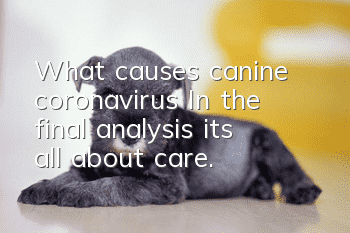 What causes canine coronavirus? In the final analysis, it’s all about care.