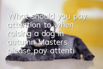 What should you pay attention to when raising a dog in autumn? Masters, please pay attention!